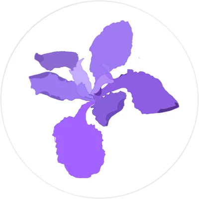 Project Iris