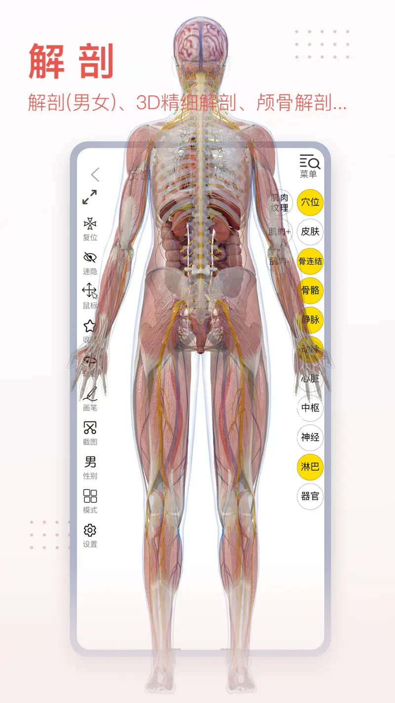 3Dbody解剖: 医学图像知识资源平台